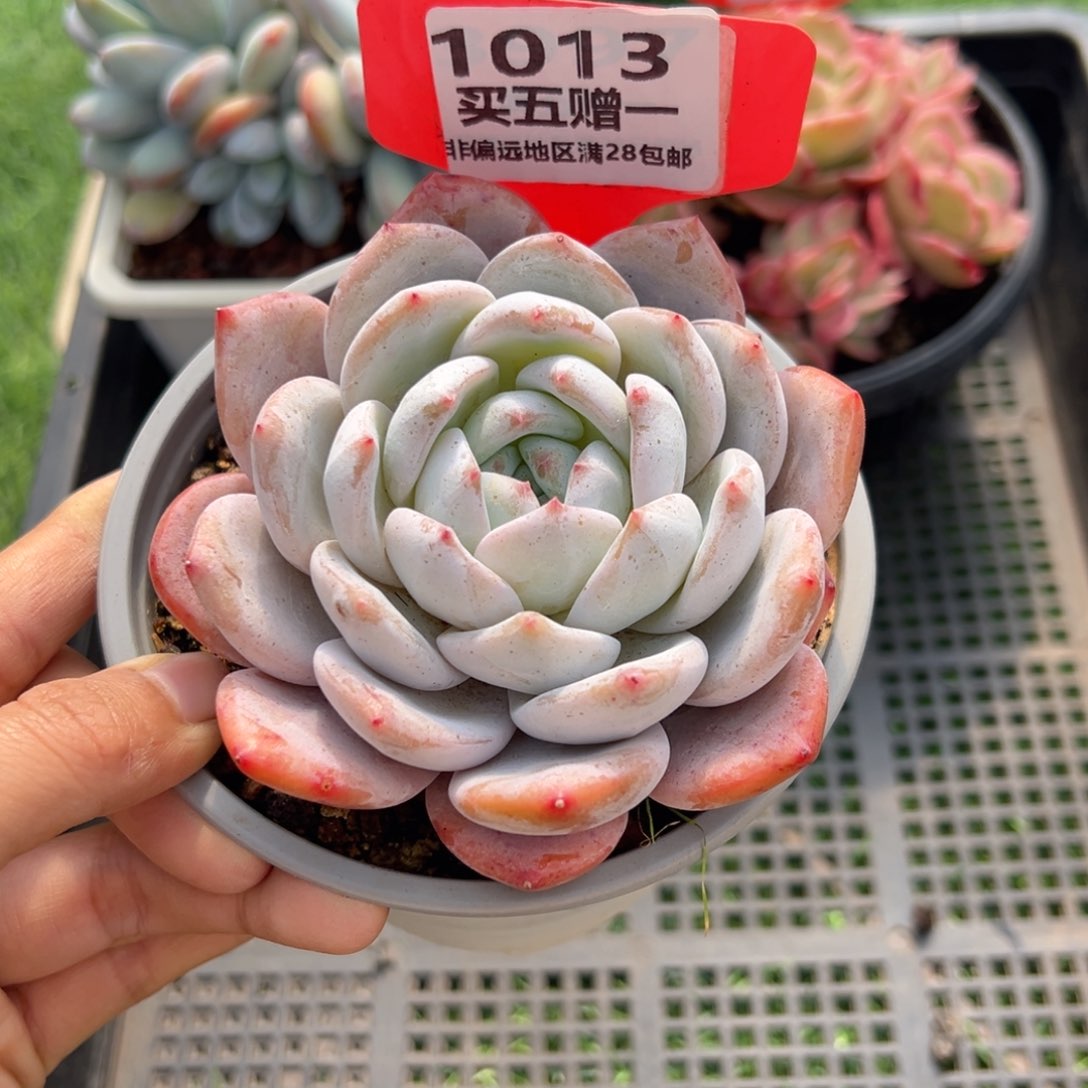 表妹精品多肉1013.