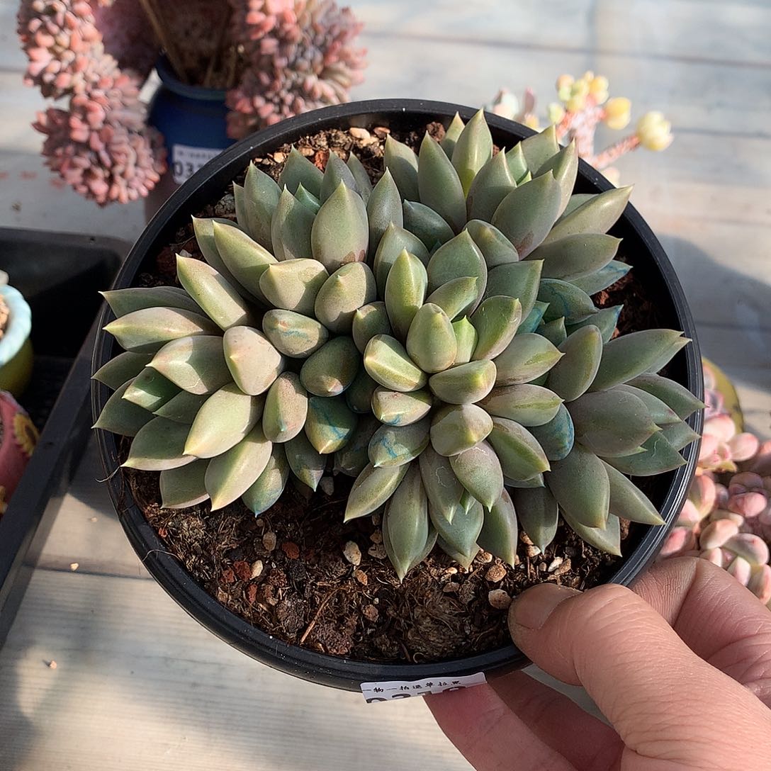 310红象牙多肉一颗14.5厘米