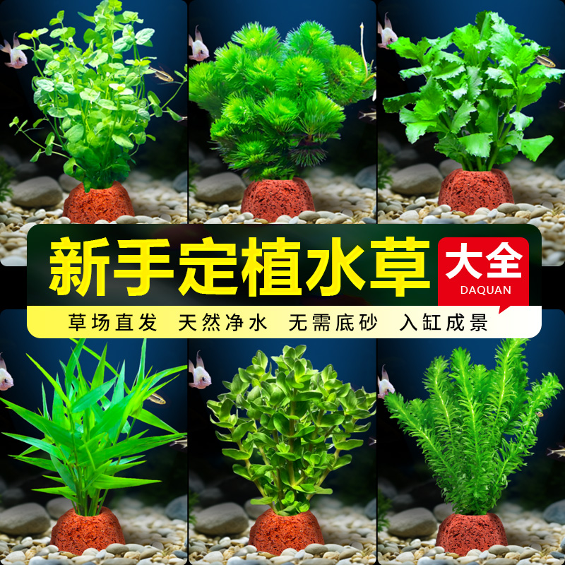 鱼缸火山石水草植物真草阴性绿菊蜈蚣草水榕新手水草造景净化水质