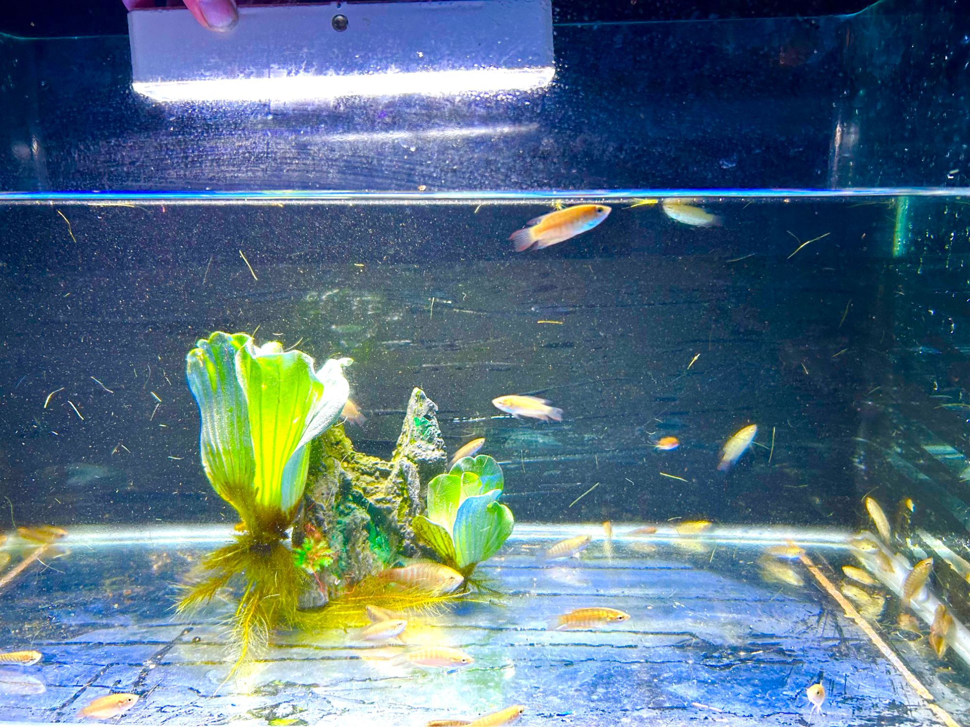 野采斗鱼繁殖套餐