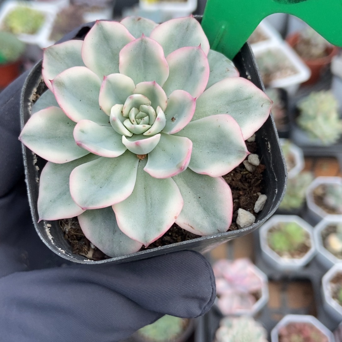 783黄桃锦多肉植物