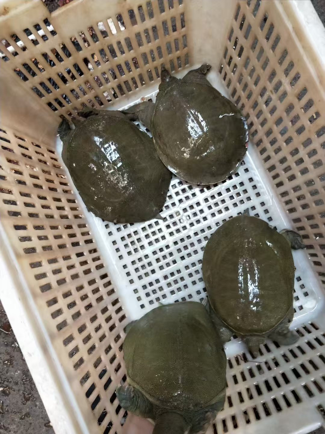 深水大湖生态鱼鳖散养甲鱼水鱼顺丰包邮