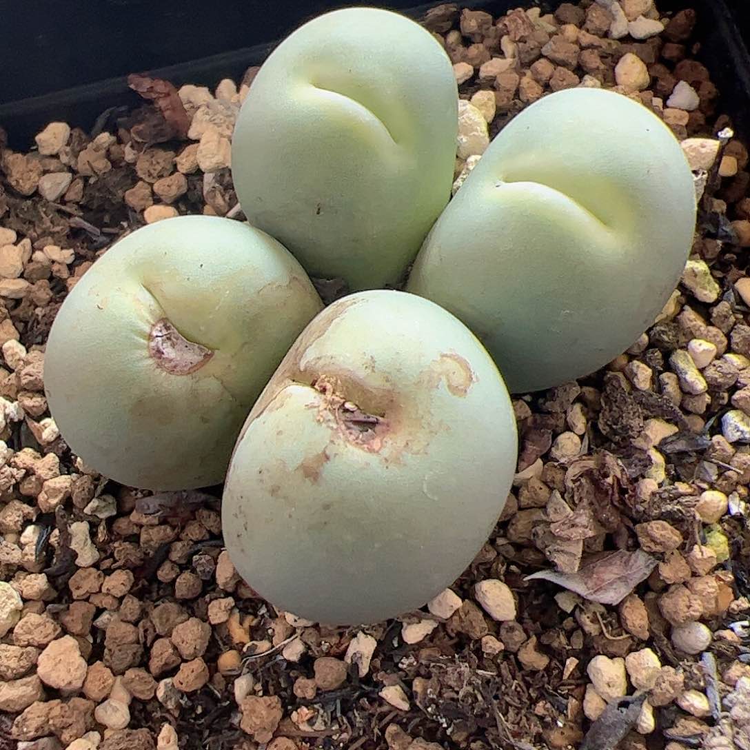 【闪购商品】326 福利鸽子蛋