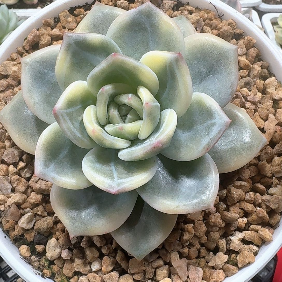 伊丽莎白锦多肉植物