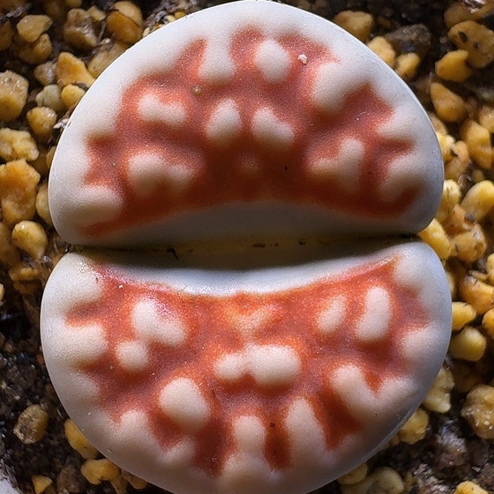 生石花111111。   315