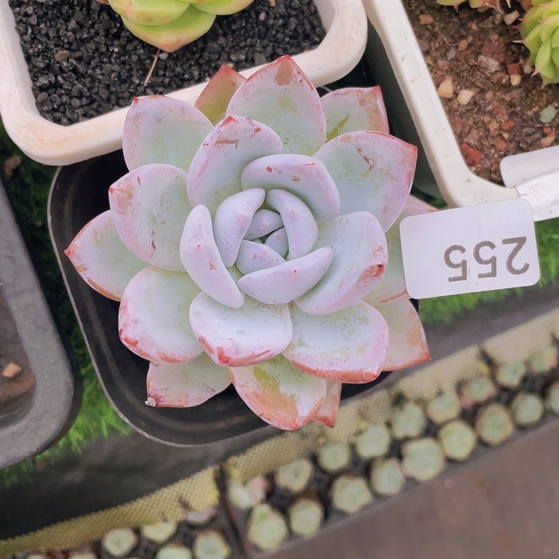 255。嫦娥。