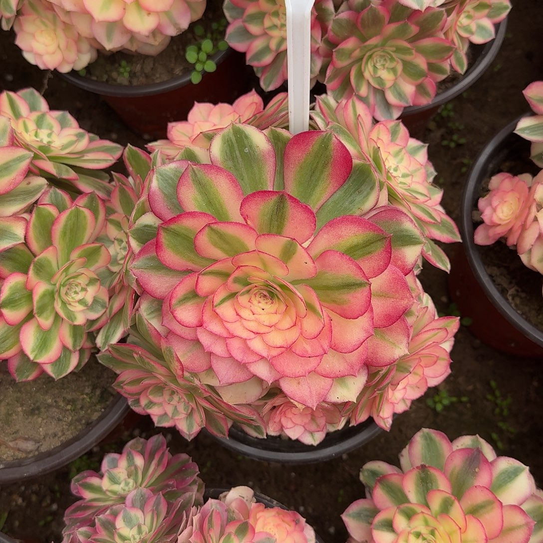 4502倾城多肉法师多肉