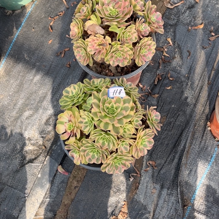 大***姐118雨荷多肉植物法师