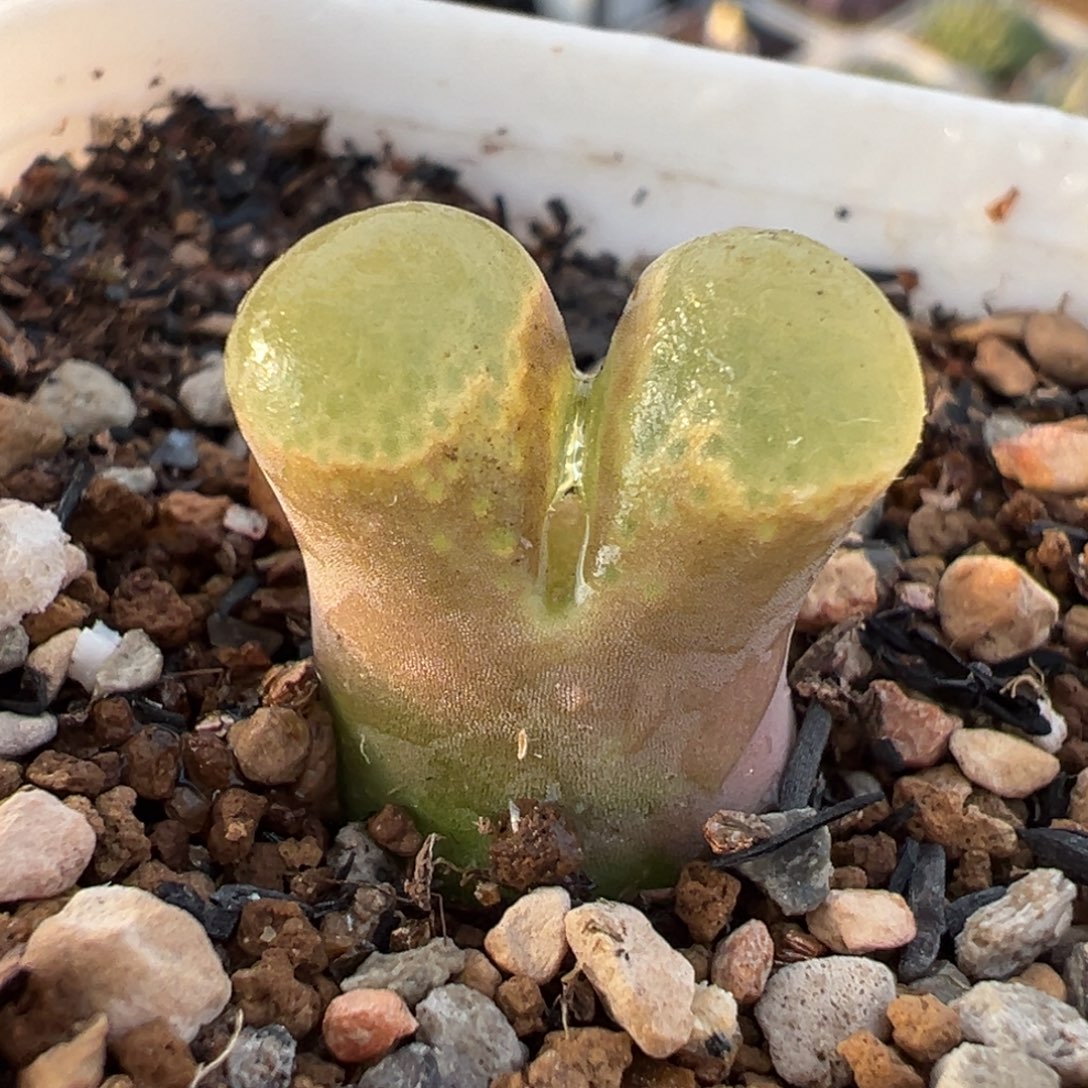 025多肉植物种类多样