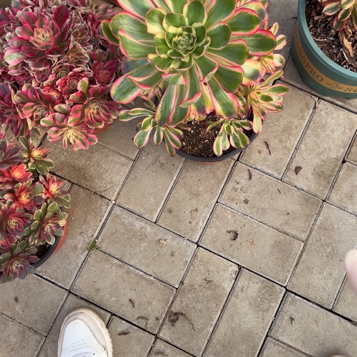 起***步无毒白多肉植物花了