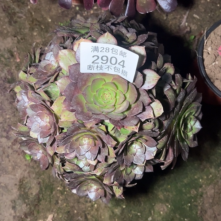 2904桃花石多肉植物