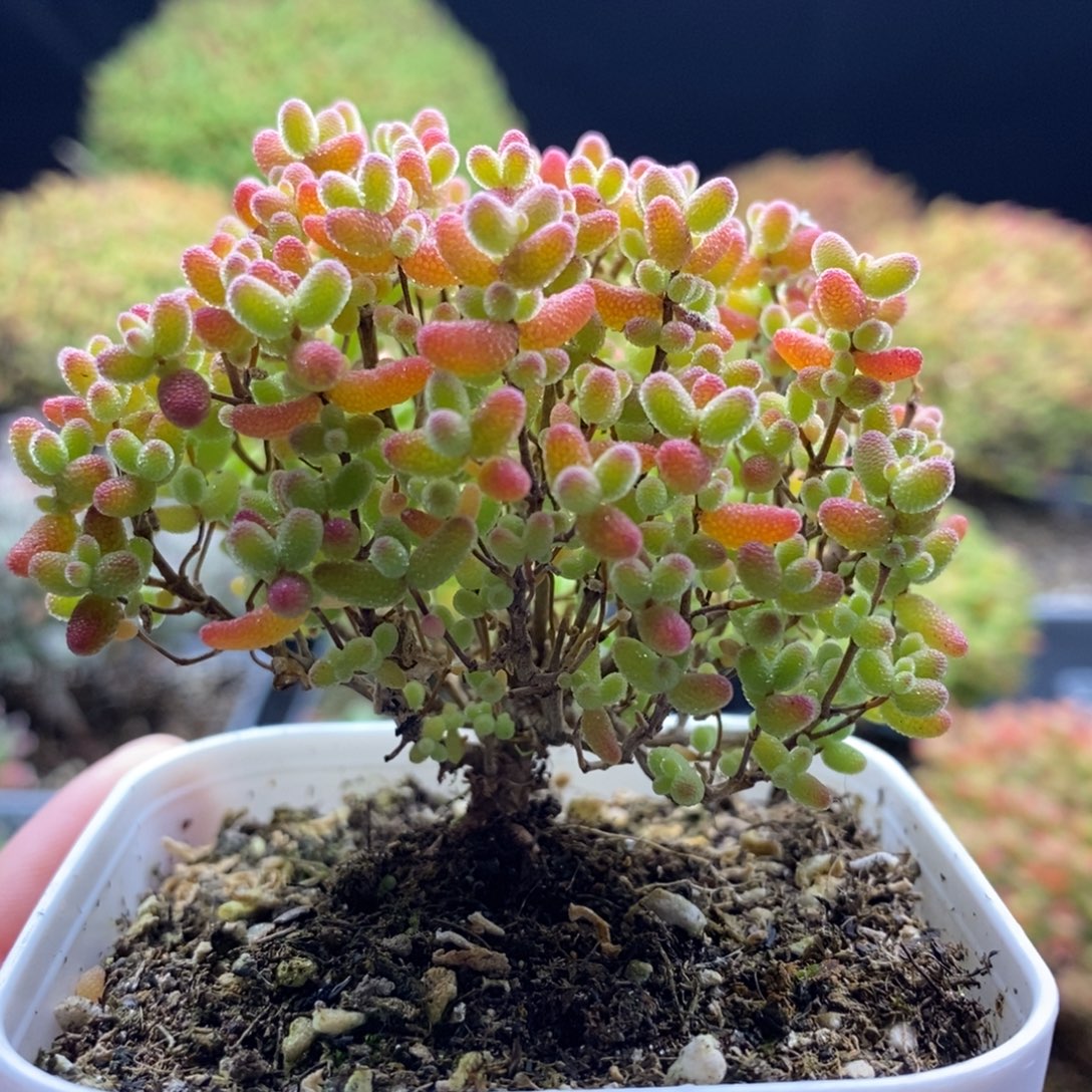 691蜜橘糖球 。     