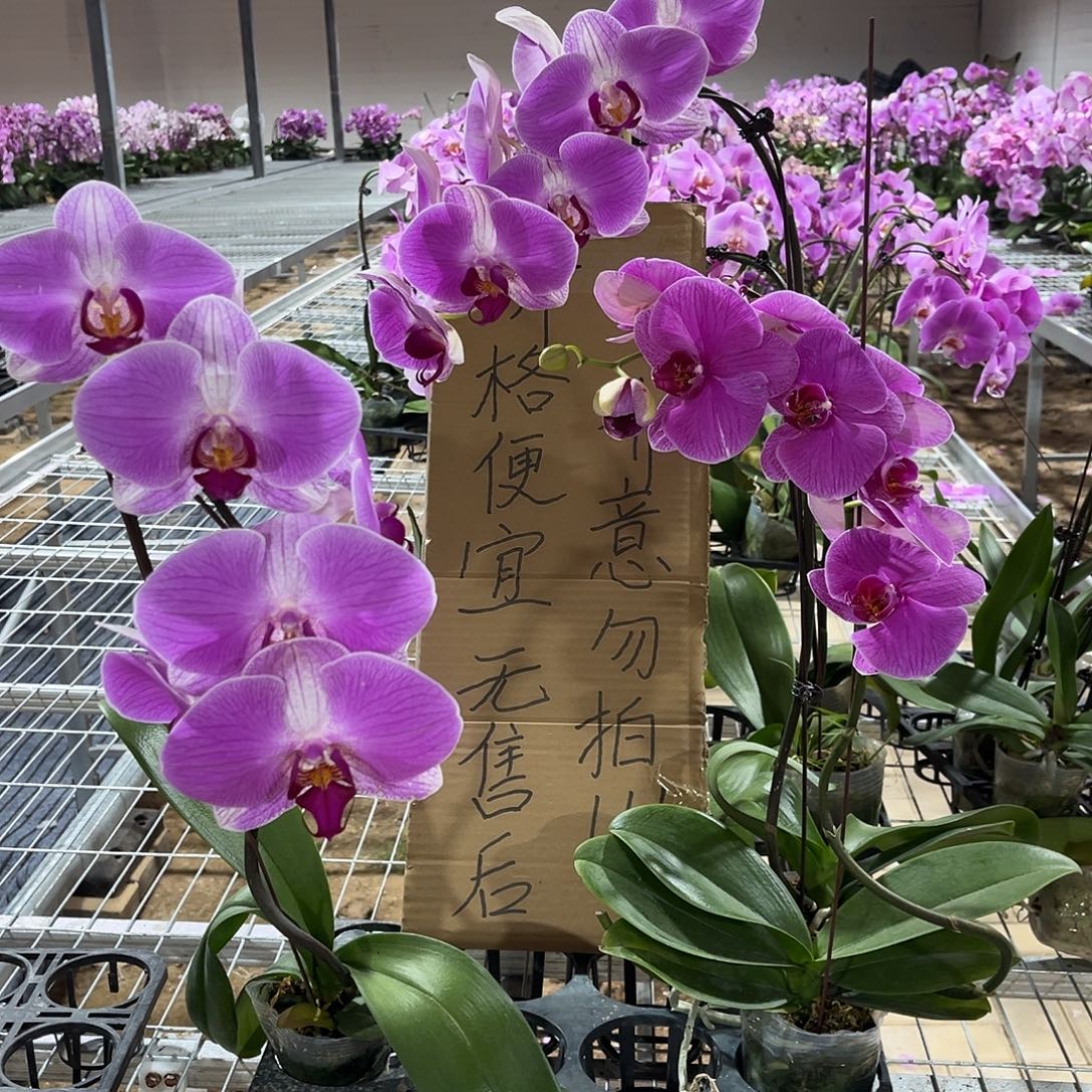 盐***咸完全开放蝴蝶兰3个 不售后