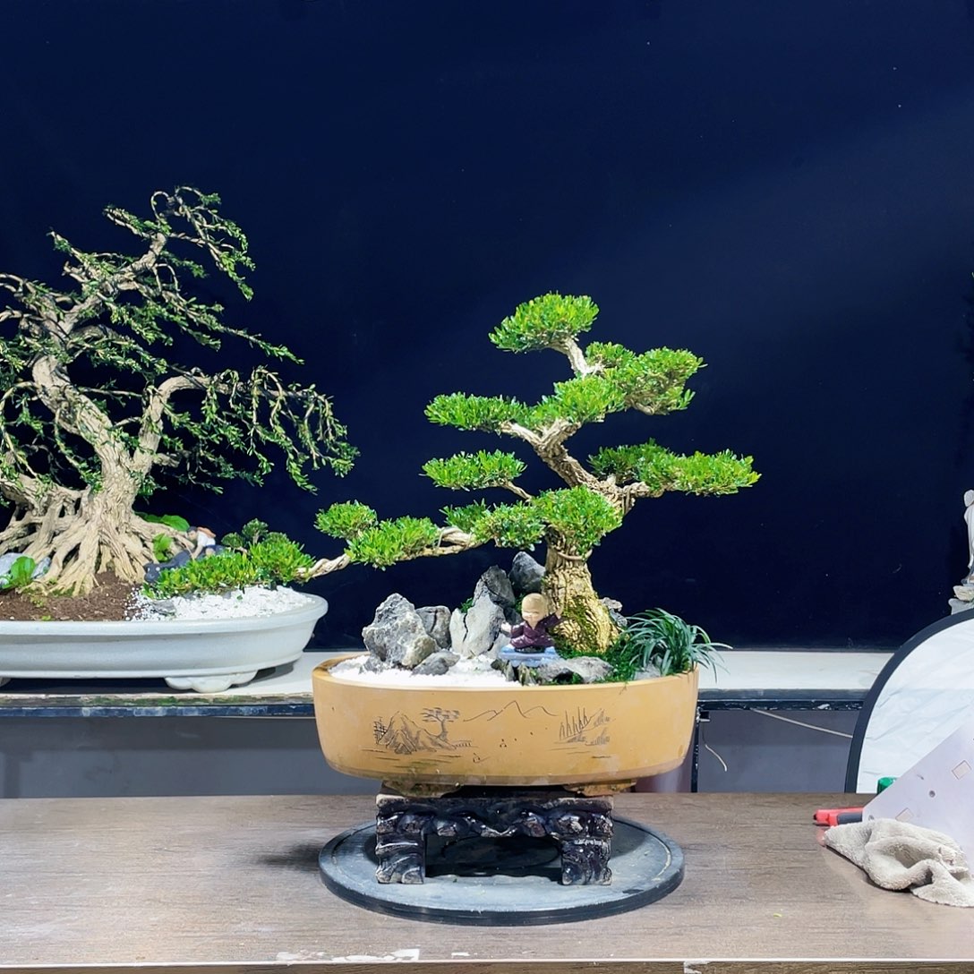 完全开放黄杨盆景四季常青