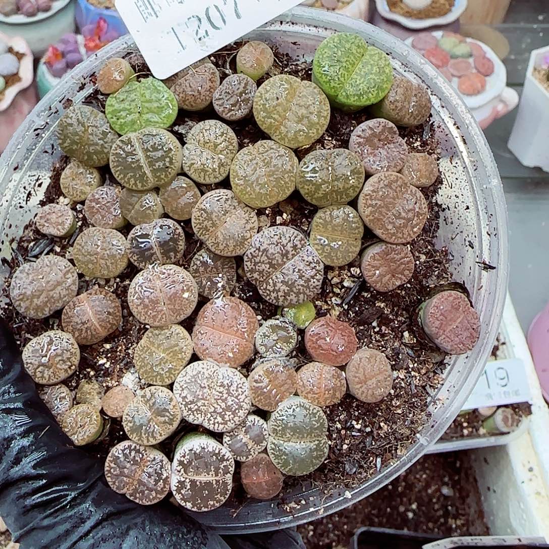 生石花满18包邮1207-36