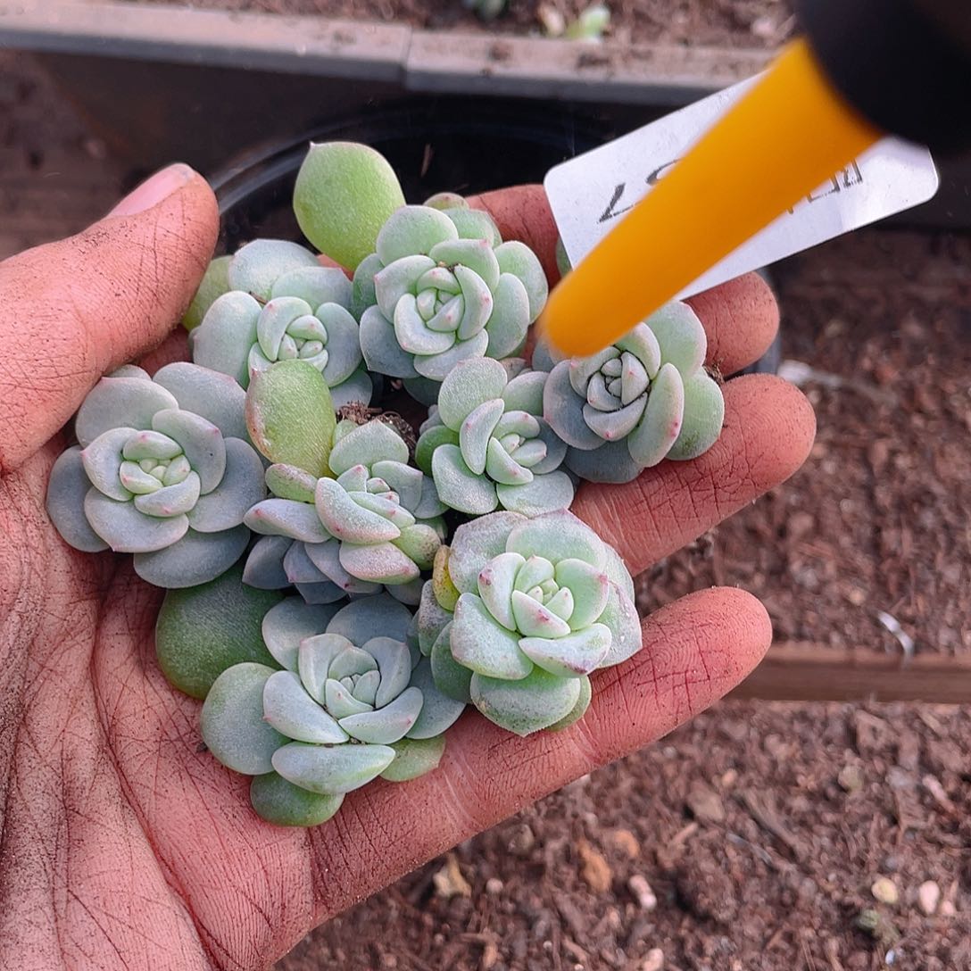多肉植物多肉植物667