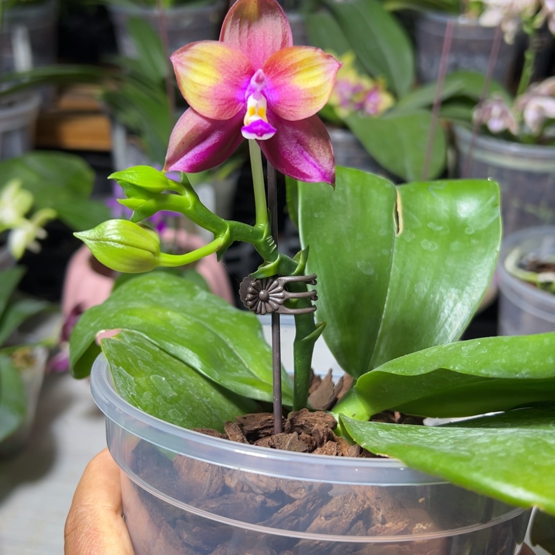 完全开放弥陀彩虹5204.5寸杯