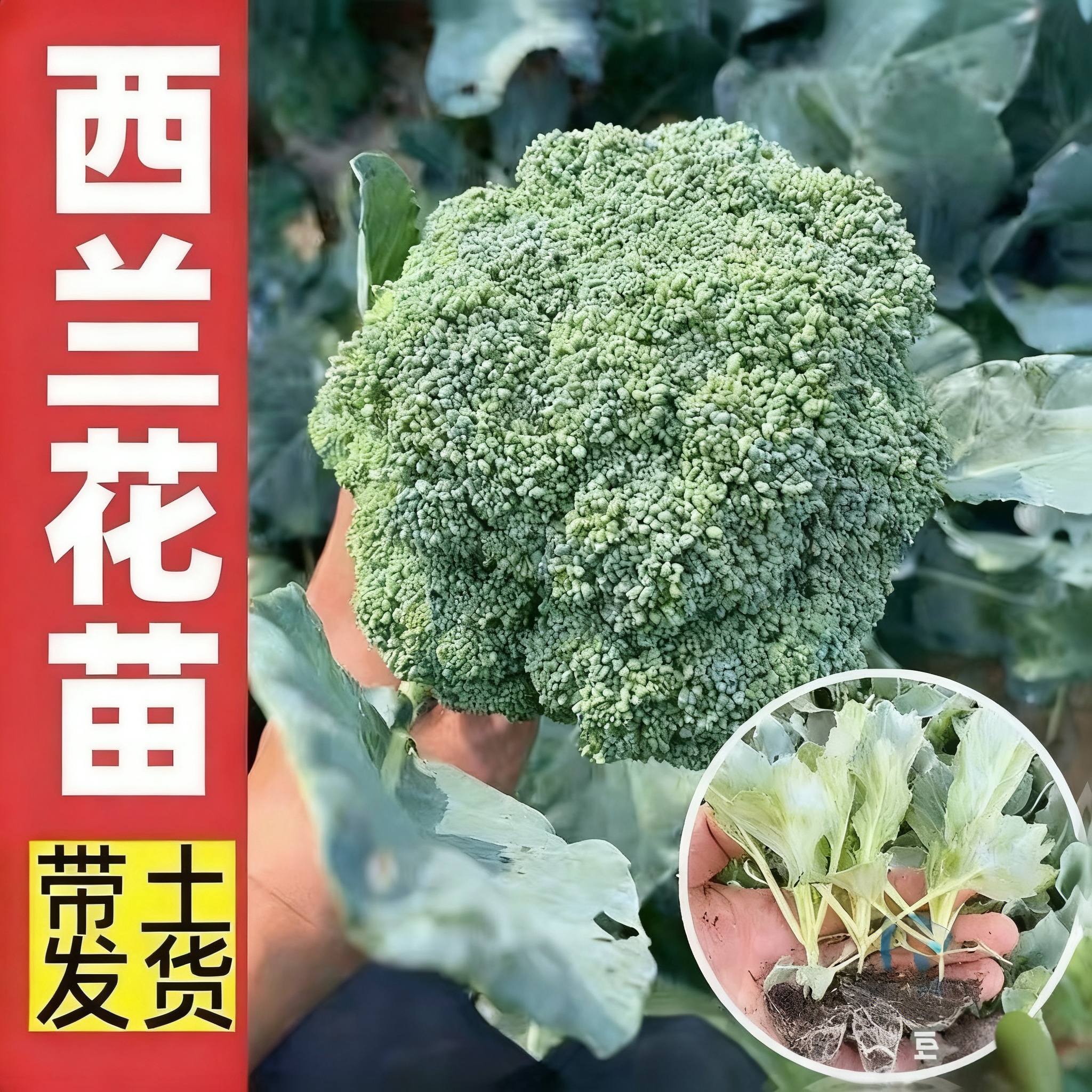 西兰花种苗有机西兰花秧苗耐寒适合阳台盆栽种植