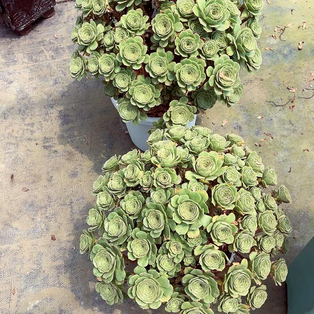 当前无花朵，栽培后可花朵