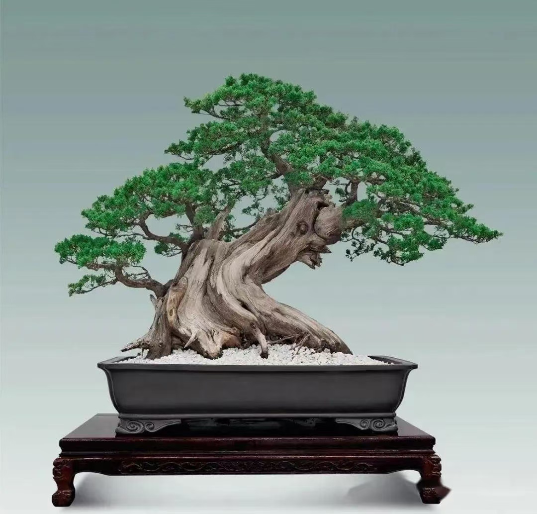 直播链接商品一物一拍，杜鹃春花栀子花野桂花