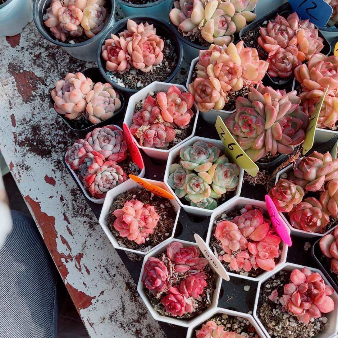 618号小老桩珍妮群