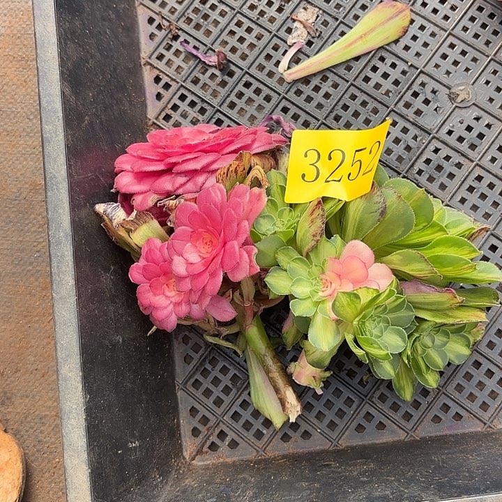 翠***花多肉植物福利3252