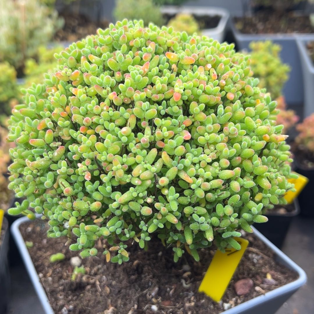 蜜橘糖球23号12cm盆