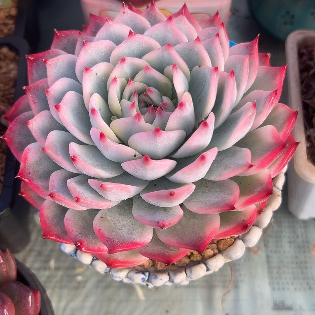 吉娃娃锦一物一拍