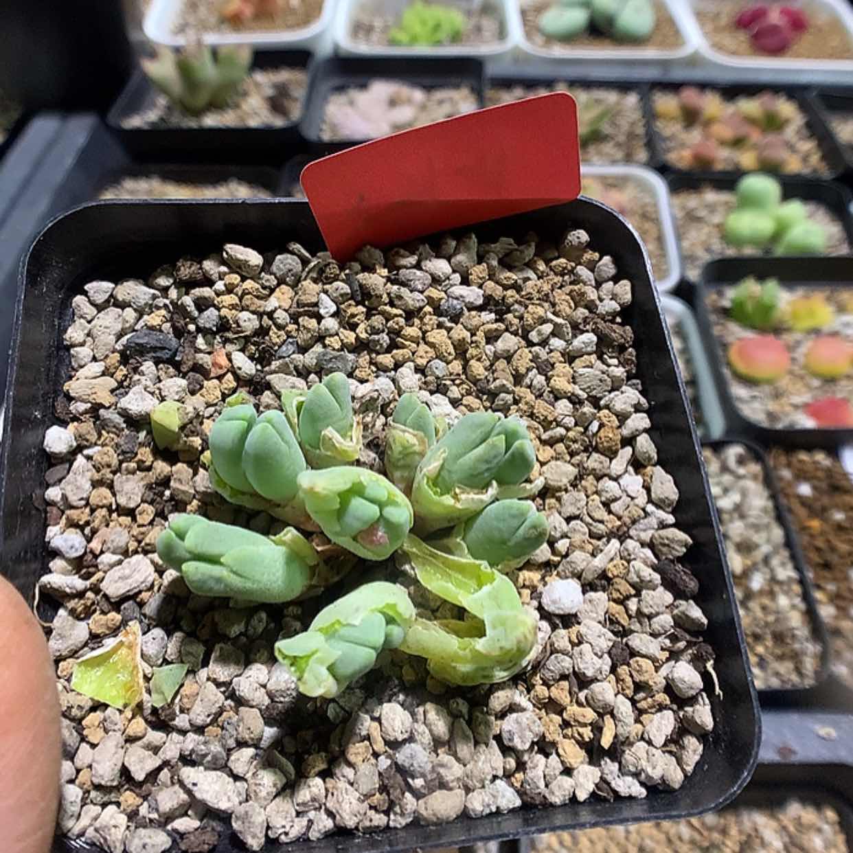 【闪购商品】3-21-11猪蹄一群特 35