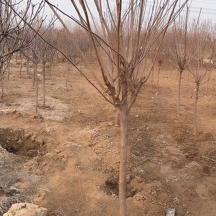 无花朵文冠花一物一拍