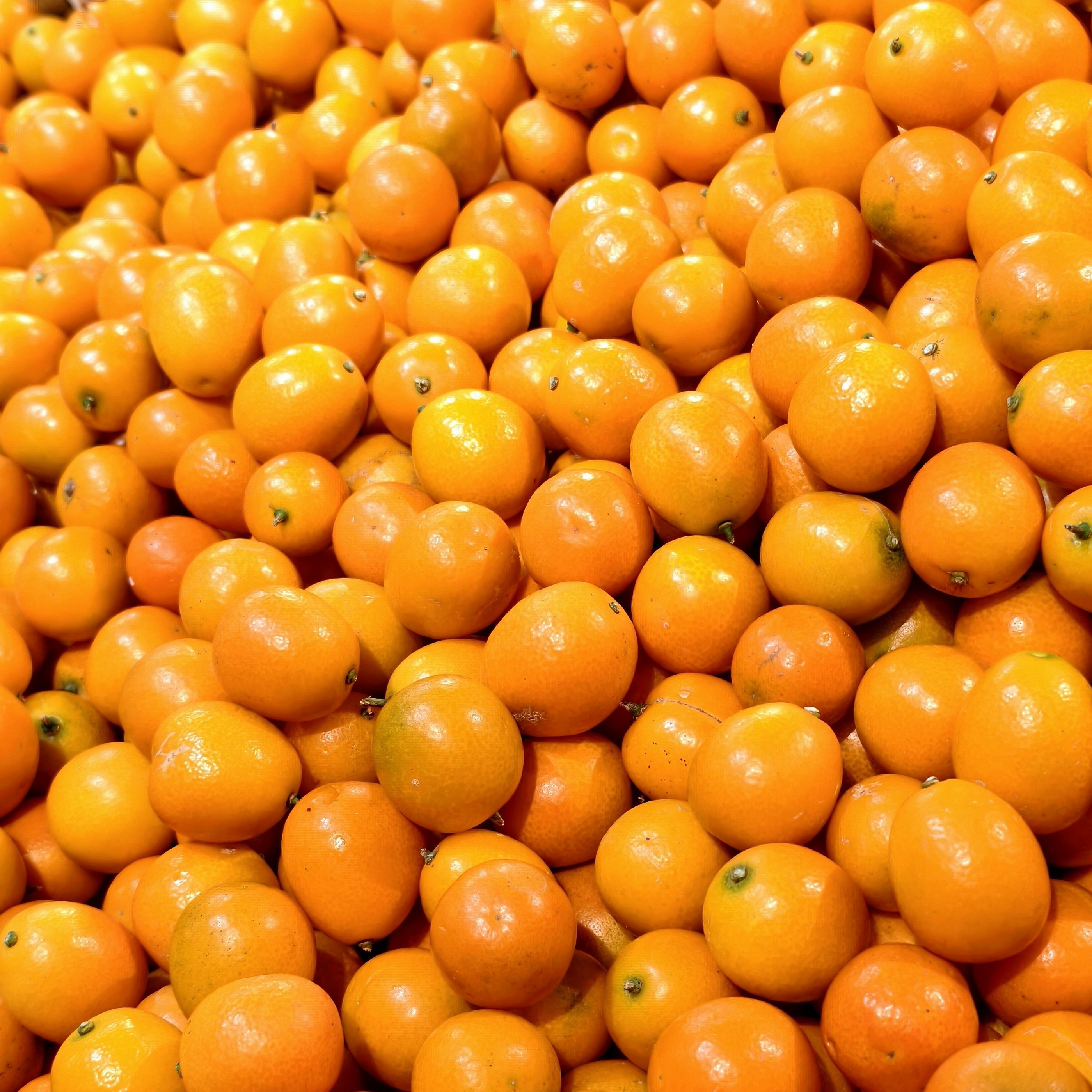 金桔  约 500g/份量