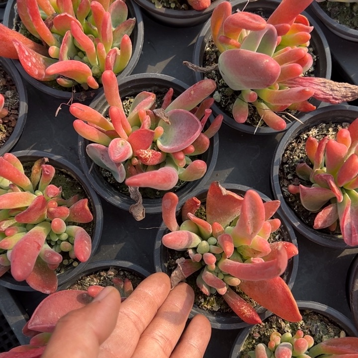 火狐狸一颗量拍多肉满20包邮下午发