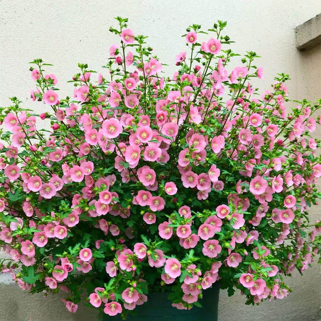 小木槿 带花苞盆栽花卉绿植