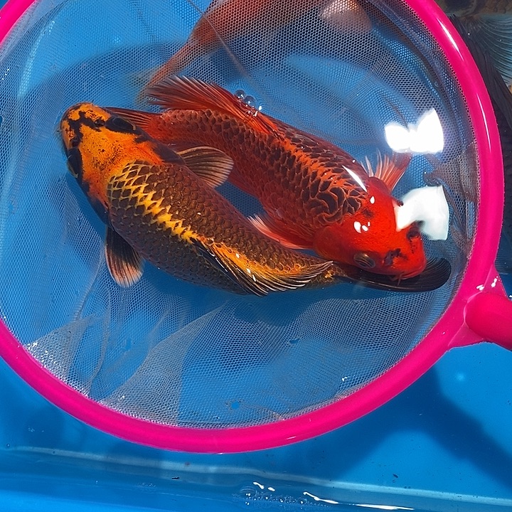 锦鲤纯种血统锦鲤鱼