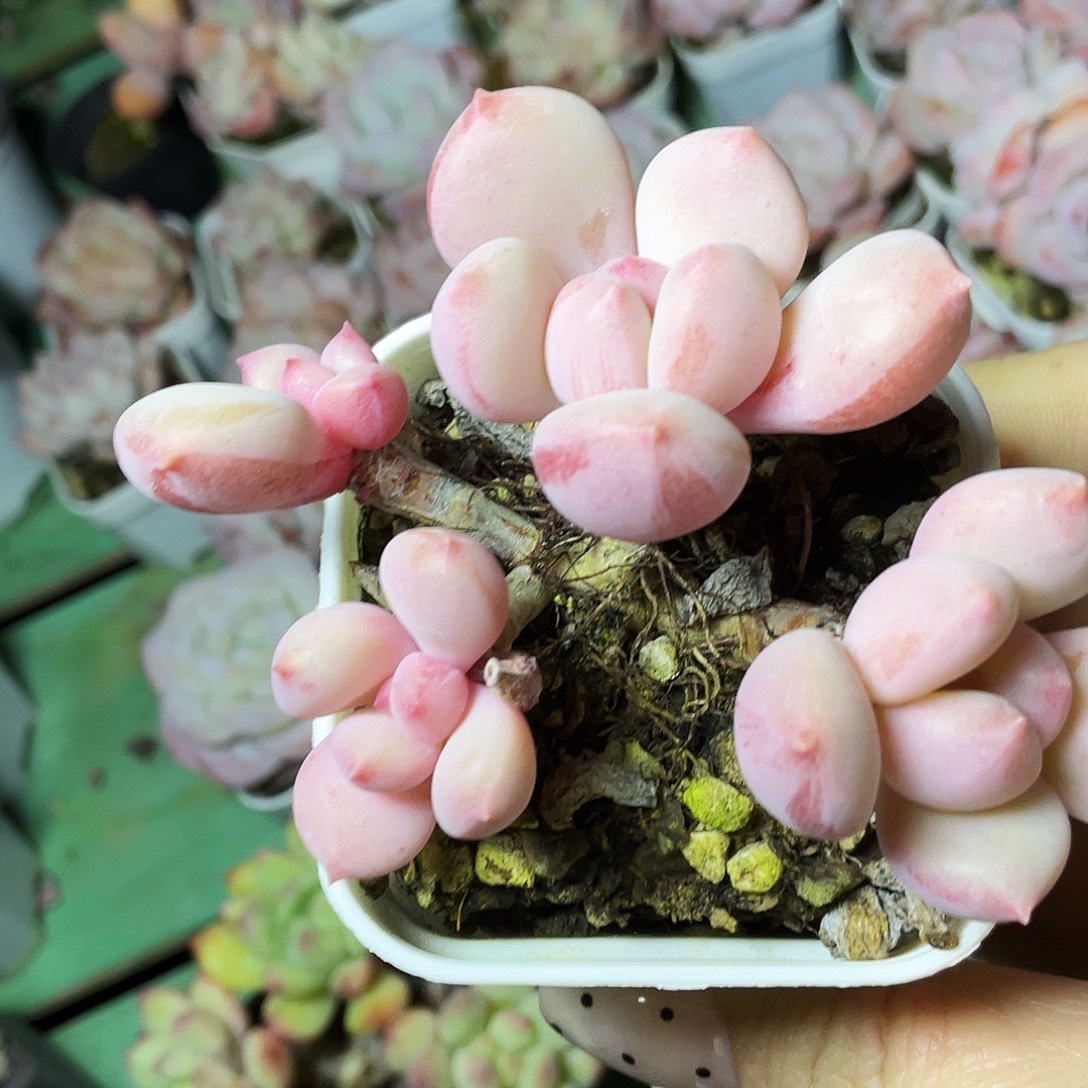 ****萌多肉植物的生长发育ee
