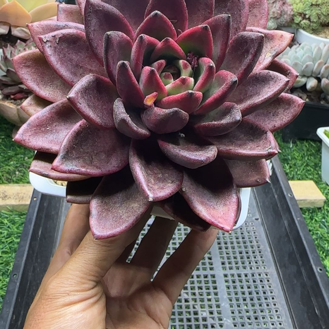 锦安精品多肉植物258