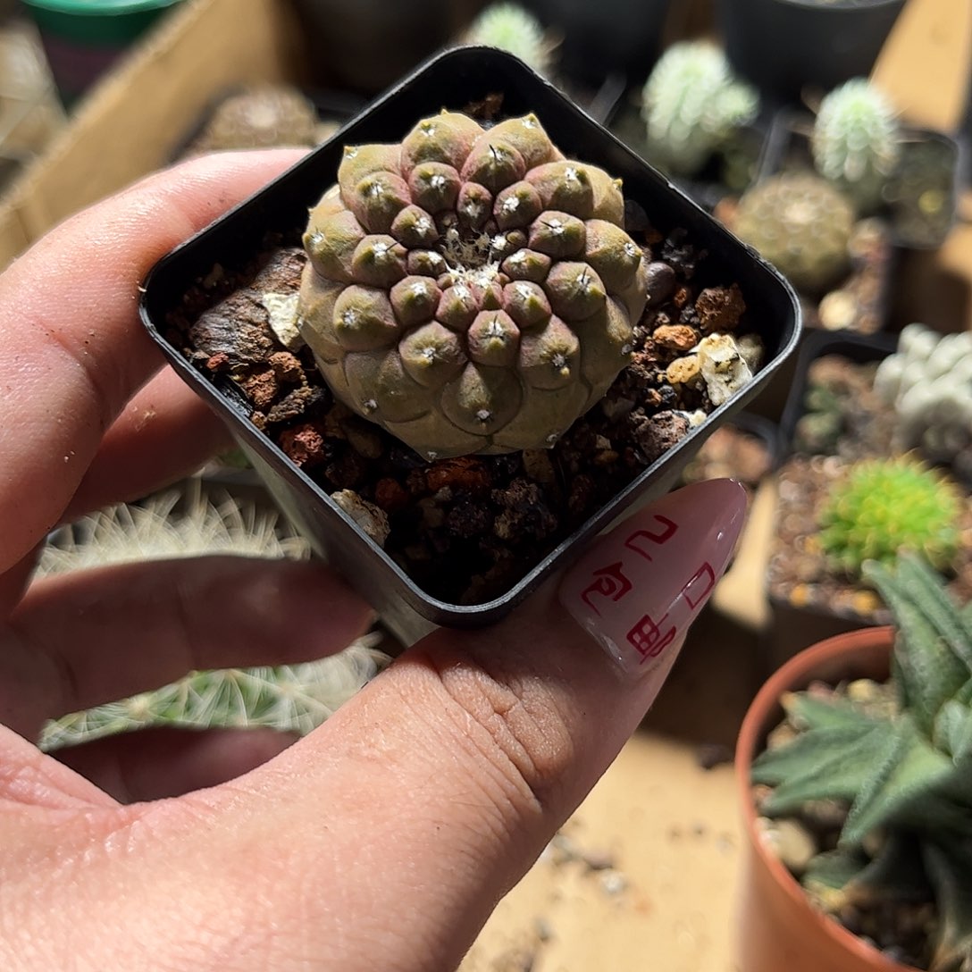 精选蜥蜴皮单头发货有根