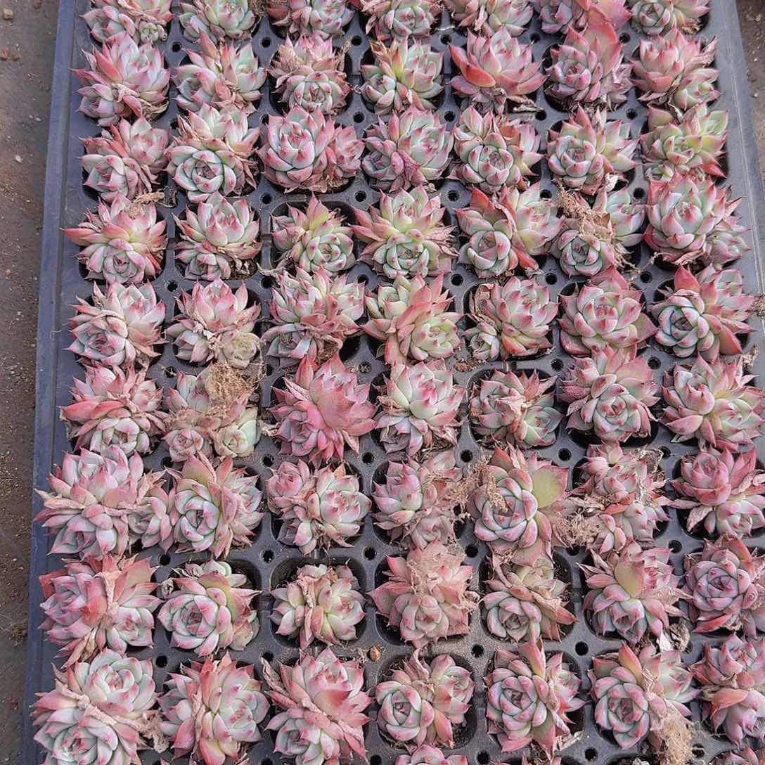 水蜜桃105颗带拖地