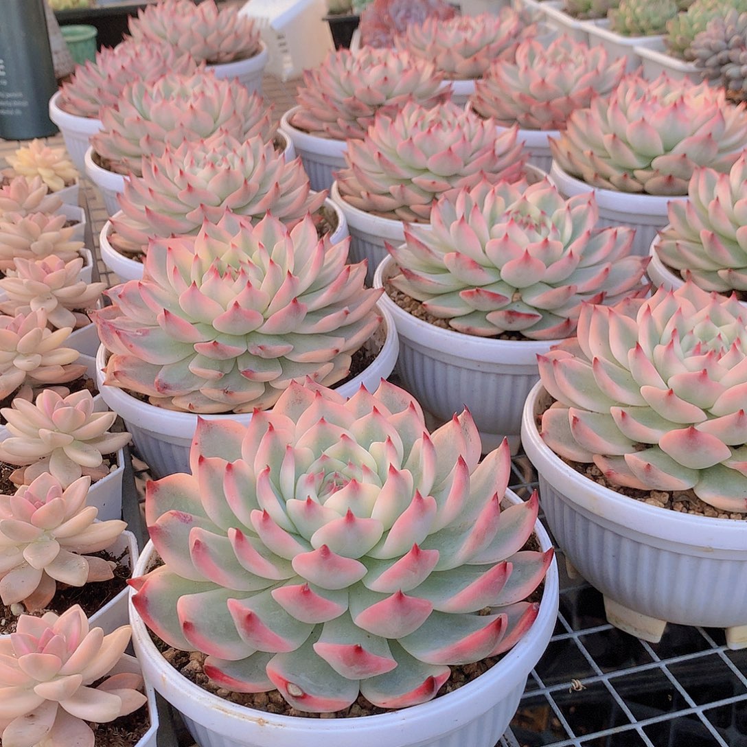 吉娃娃锦00000000000000000