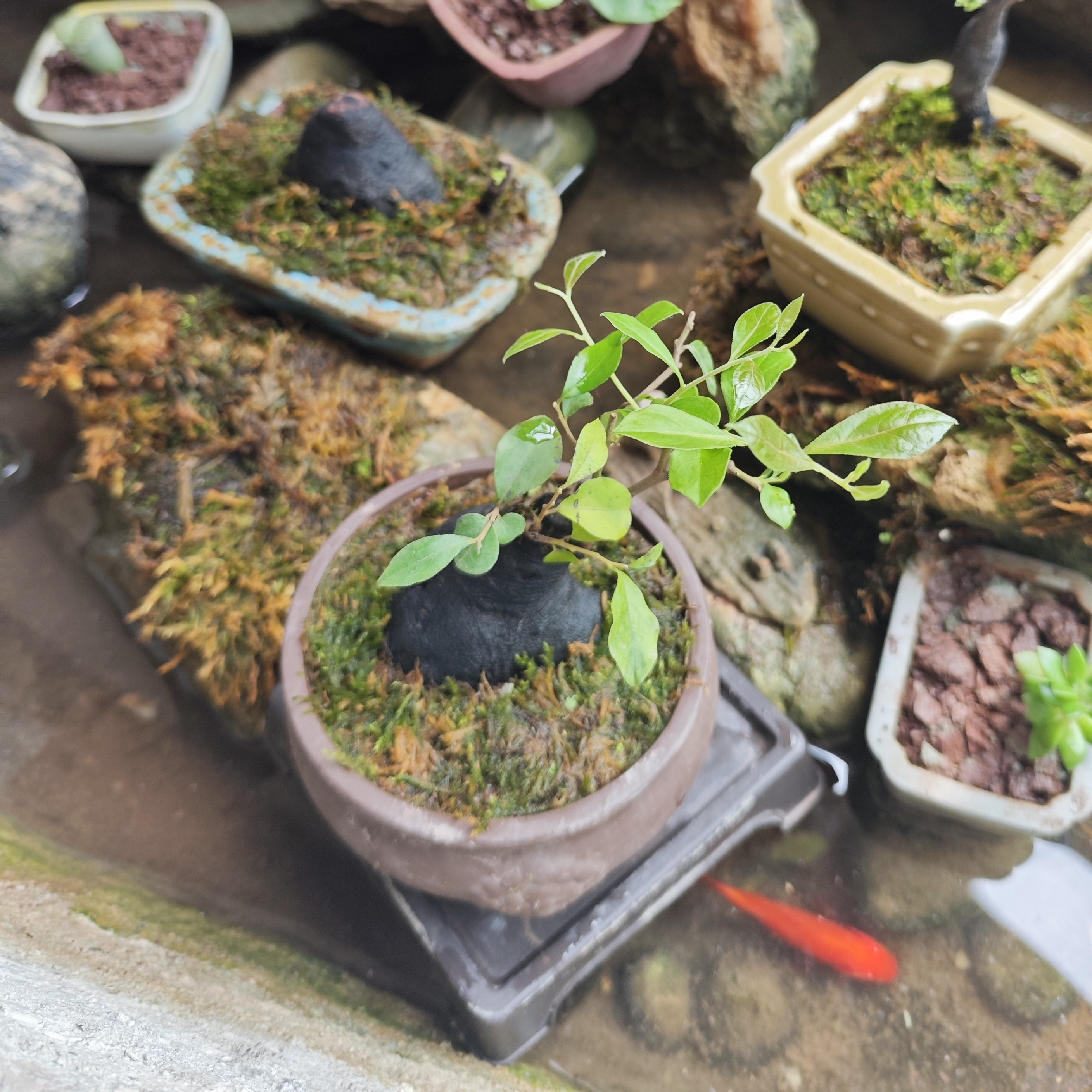 金弹子室内造型精致绿植小盆栽