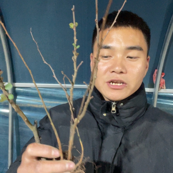 黑光海棠花一颗苗
