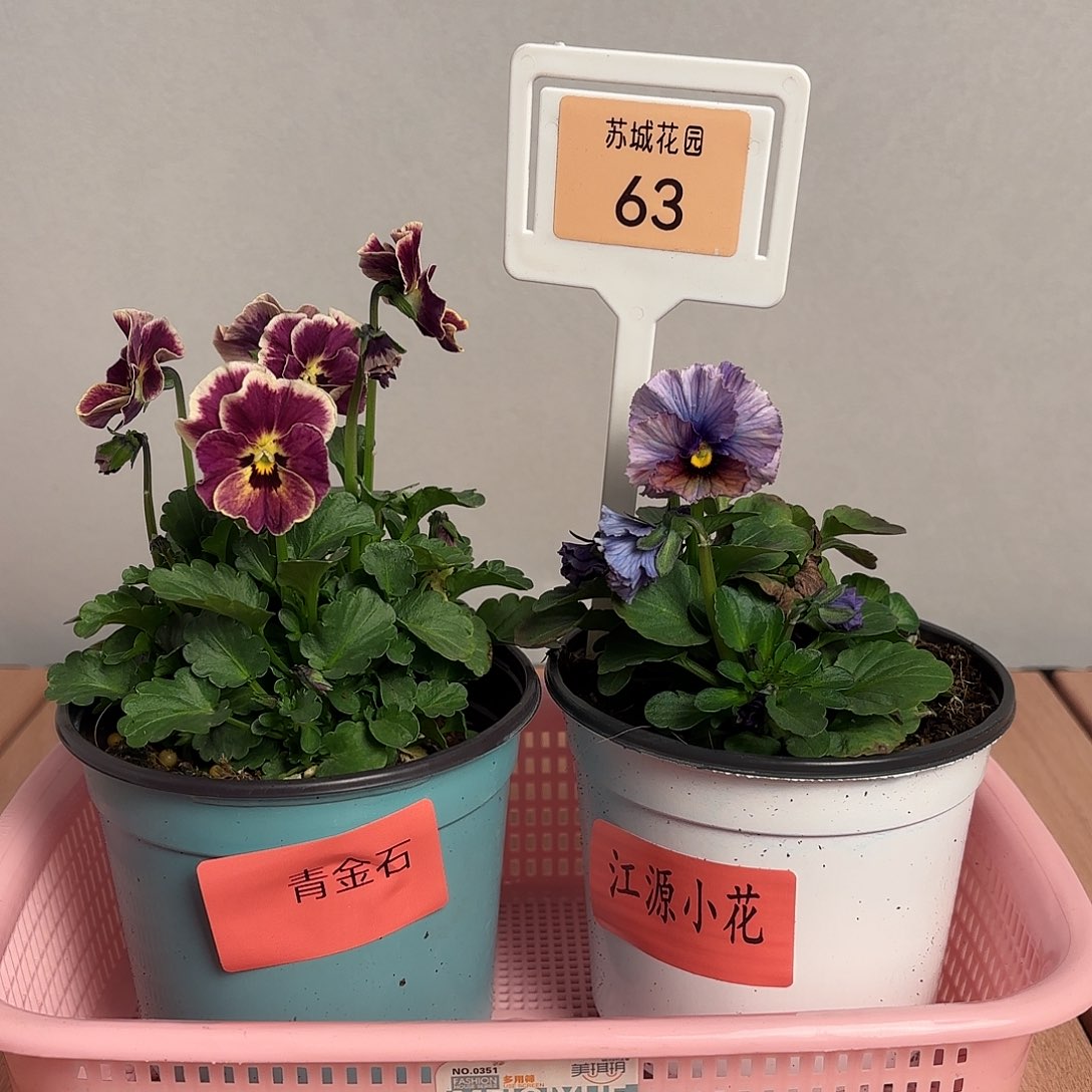 大部分开放少量花苞63