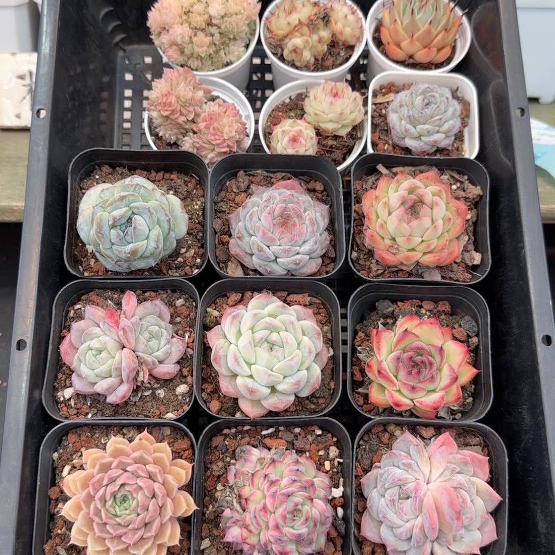 框拍框拍0116-109