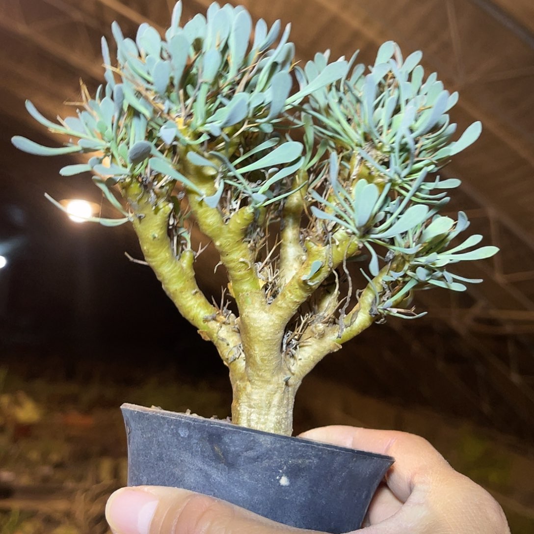 实生黑鬼殿厚敦菊大老桩