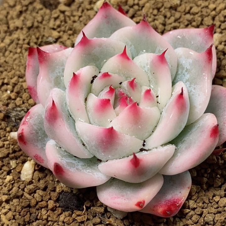 384吉娃娃锦 小方花圃一物一拍