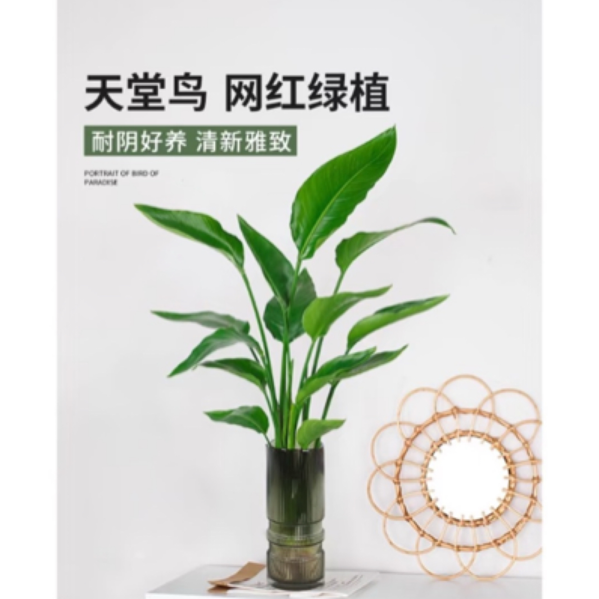 90-100公分水培天堂鸟鹤望兰室内居家易活好养净化空气（裸根发货）