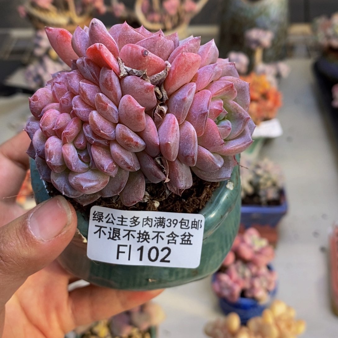 102冰魄缀多肉8c m