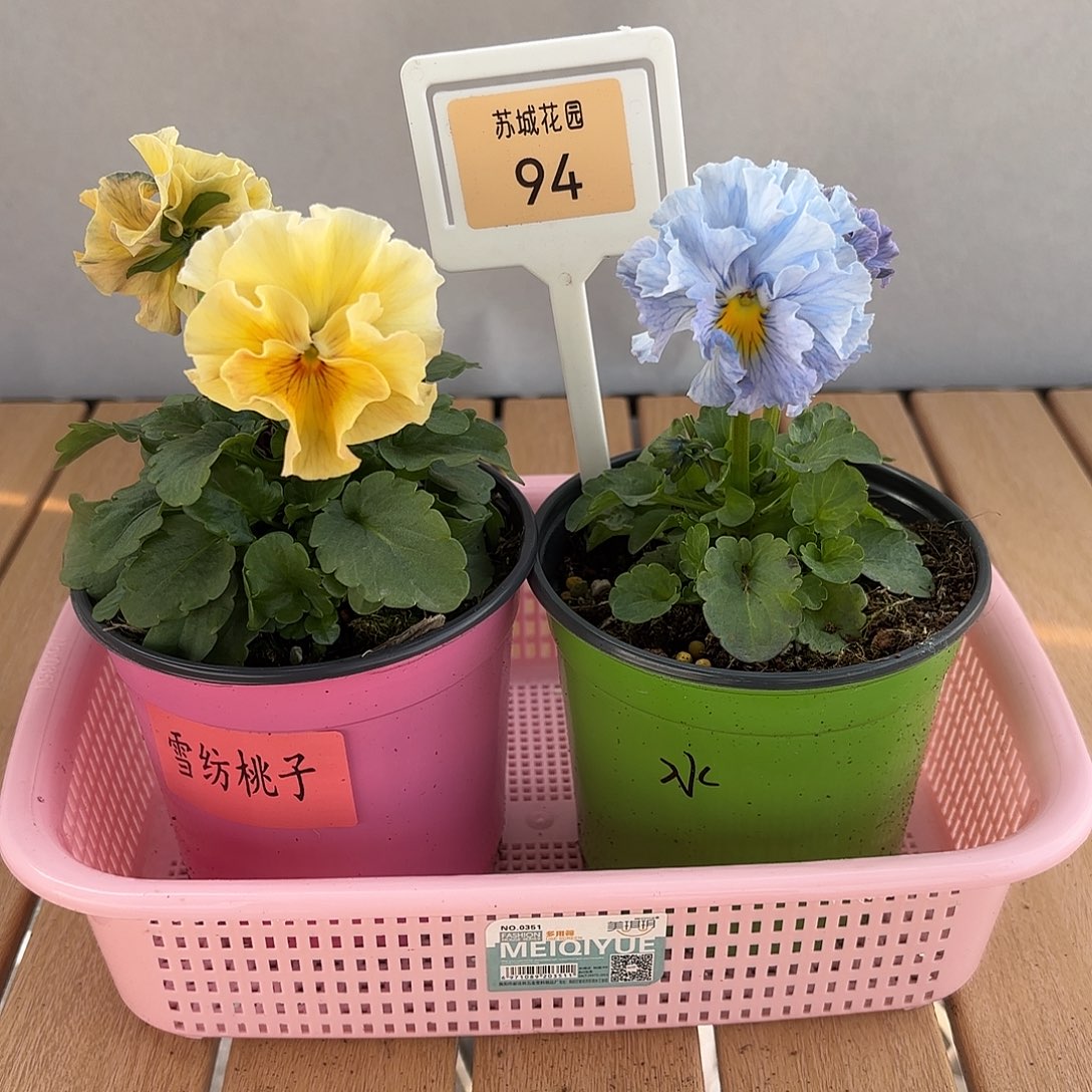 大部分开放少量花苞94