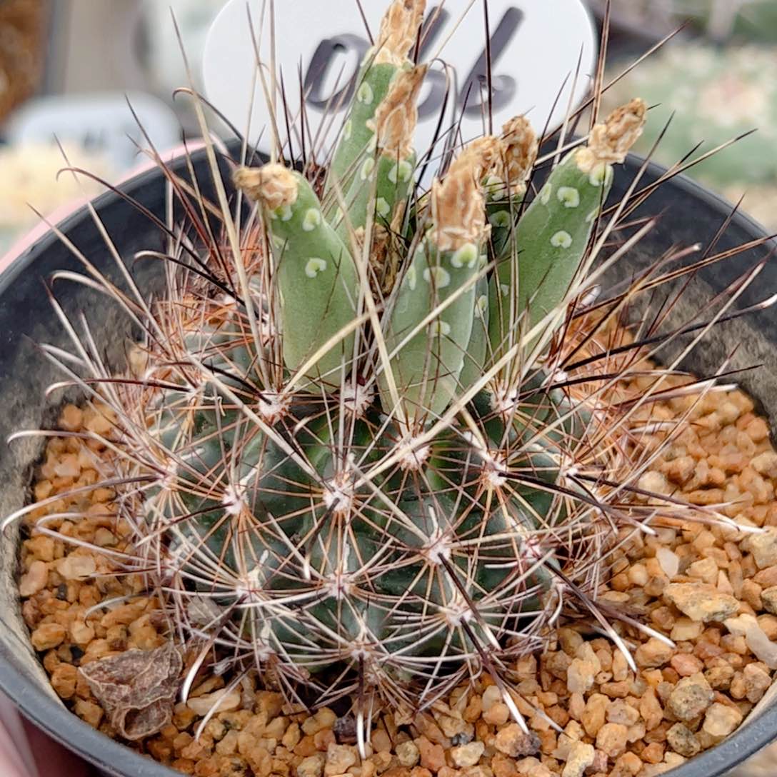 实生新品黑罗莎