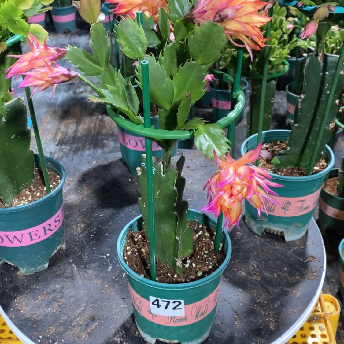 【闪购商品】完全开放温**示472嫁接083